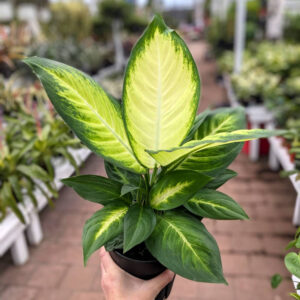 Dieffenbachia Tropic Marianne