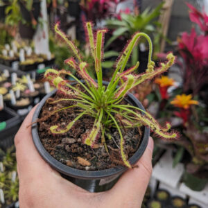 Drosera Capensis