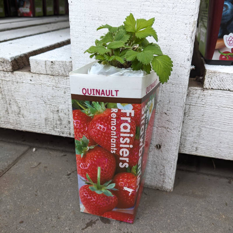 Fraisier Everbear Day Neutral