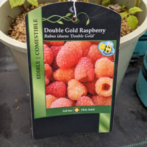 Framboisier Double Gold