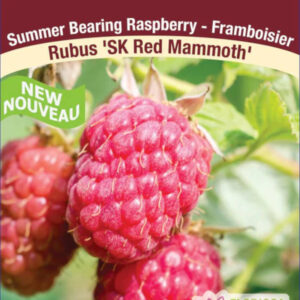 Framboisier Red Mammoth