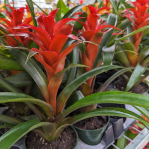 Guzmania