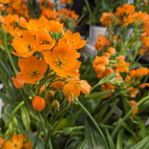 Ornithogalum Sun Star