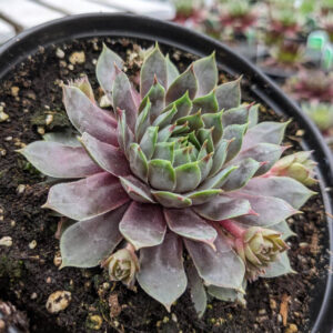 Sempervivum Pacific Blue Ice