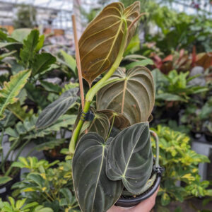 Philodendron Black Gold