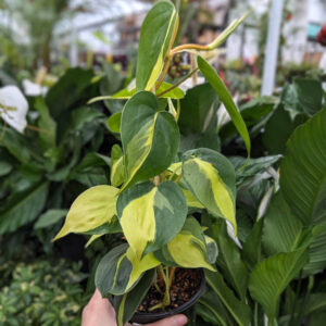 Philodendron Brasil