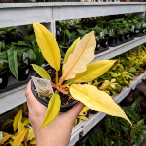 Philodendron Ring of fire Gold