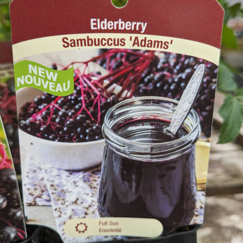 Sambuccus – Image 2