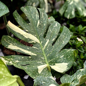 Monstera Thai Constellation