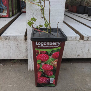 Mûrier et Framboisier Logan Berry ''Mûroise"