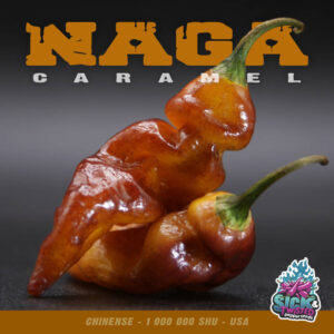 Plant de piment Fort Naga Caramel