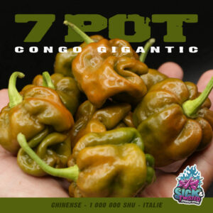 Plant de piment Fort 7 Pot Congo Gigantic