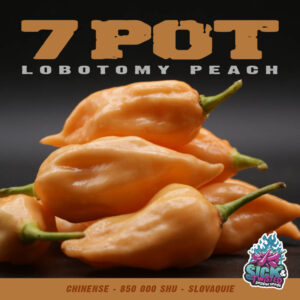 Plant de piment Fort 7 Pot Lobotomy Peach