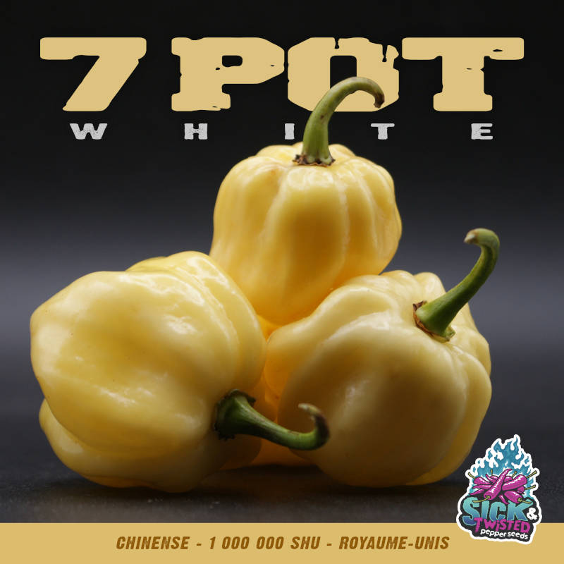 Plant de piment Fort 7 Pot White