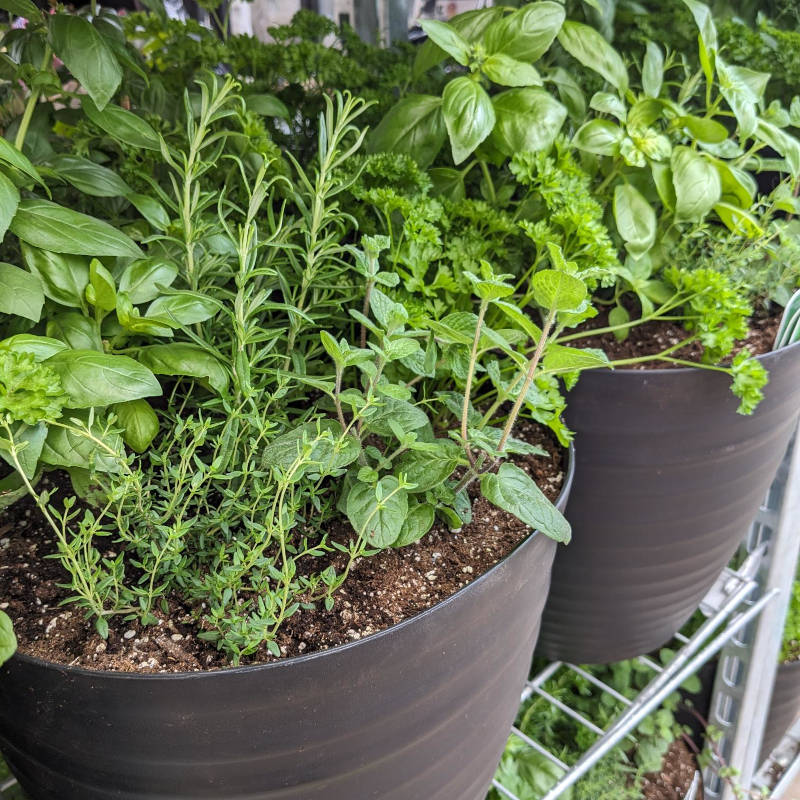 Arrangement Fines Herbes