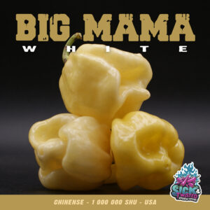 Plant de piment Fort Big Mama White