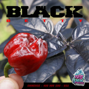 Plant de piment Fort Black Betty