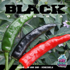 Plant de piment Fort Black Cobra