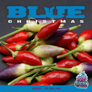 Plant de piment Fort Blue Christmas