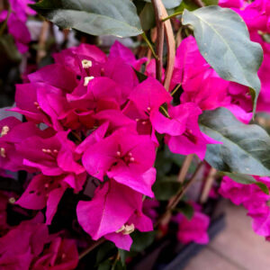 Bougainvillier