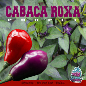 Plant de piment Fort Cabaca Roxa Purple