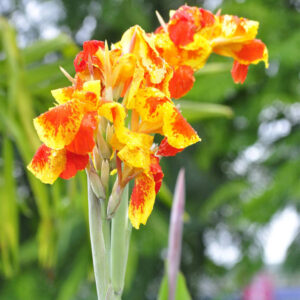 Canna Cleopatra
