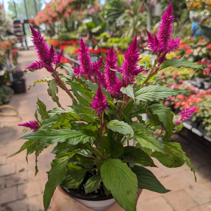 Celosia Kelos Atomic