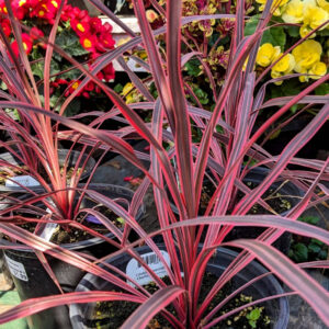 Cordyline Festival Rasberry