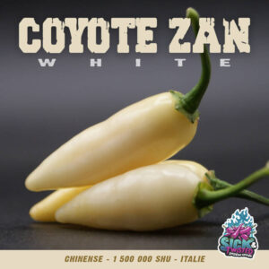 Plant de piment Fort Coyote Zan White