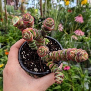 Crassula Coastal Coral