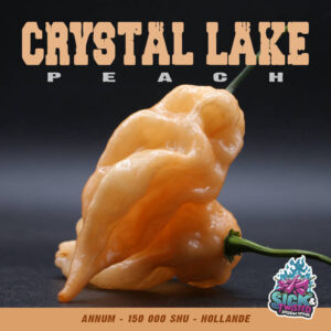 Plant de piment Fort Crystal Lake Peach