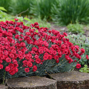 Dianthus Fruit Punch