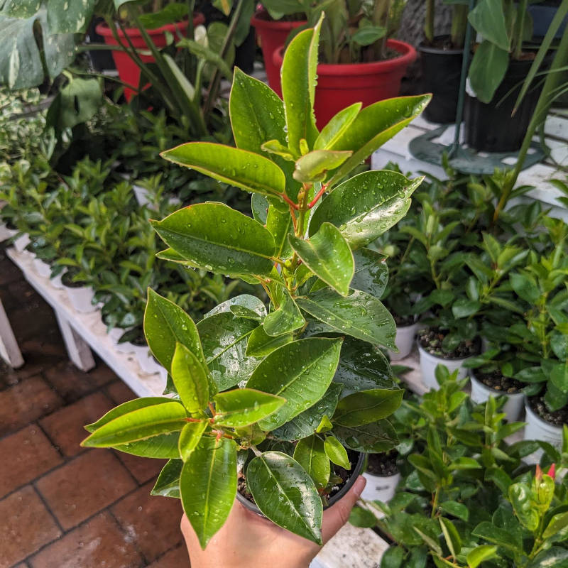 Dipladenia – Image 2