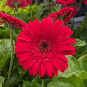 Gerbera Patio