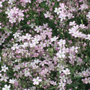 Gypsophila