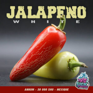 Plant de piment Fort Jalapeno White