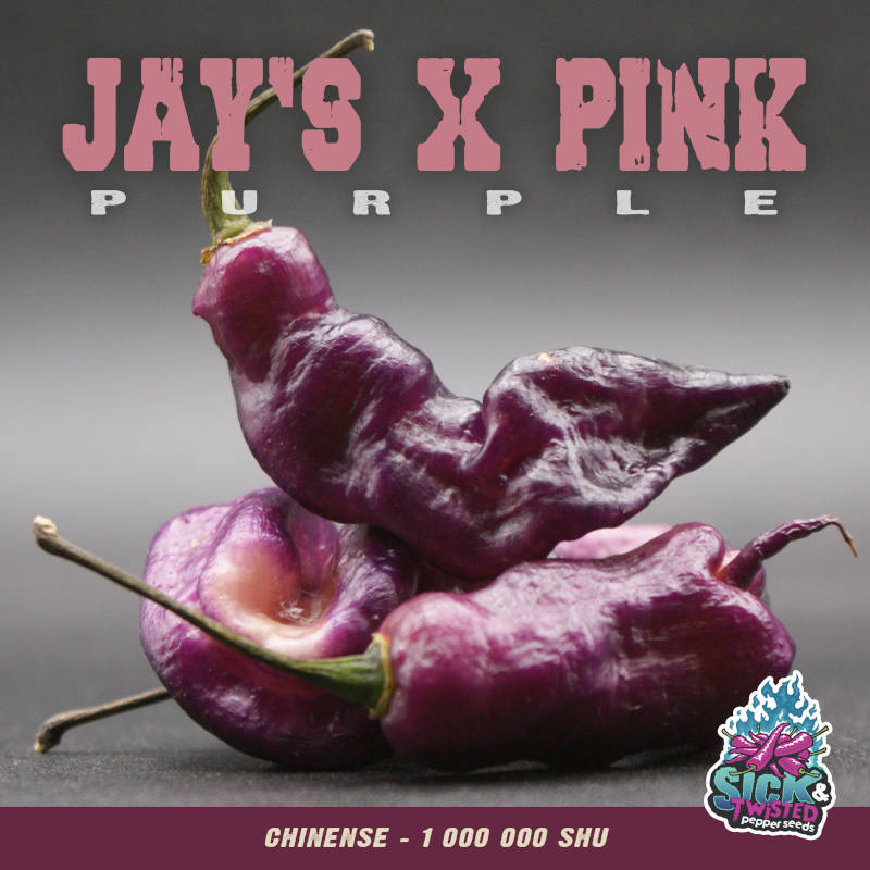 Plant de piment Fort Jay's X Pink Purple