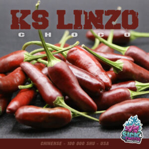 Plant de piment Fort KS Linzo Choco