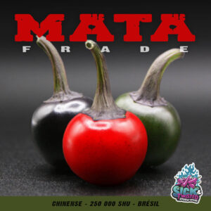 Plant de piment Fort Mata Frade