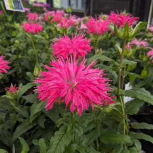 Monarde Electric Neon