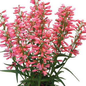 Penstemon Pristine Deep Rose