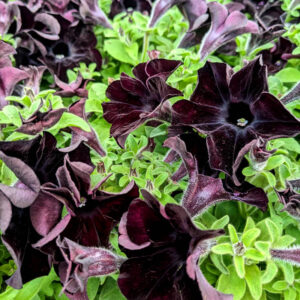 Petunia Crazytunia Black Mamba