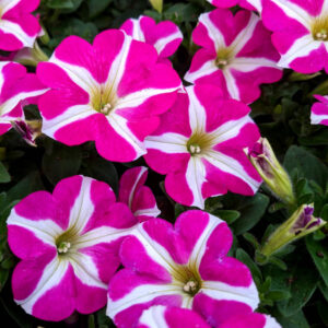Petunia Amore Queen of Heart