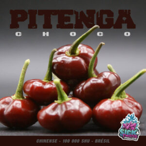Plant de piment Fort Pitenga Choco