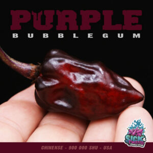 Plant de piment Fort Purple Bubblegum