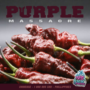 Plant de piment Fort Purple Massacre