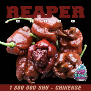 Plant de piment Fort Reaper Choco