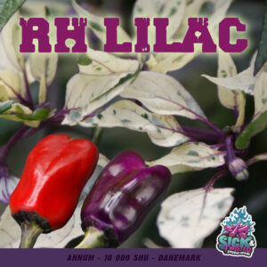 Plant de piment Fort RH Lilac
