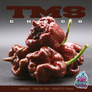 Plant de piment Fort TMS Choco