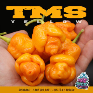 Plant de piment Fort TMS Yellow